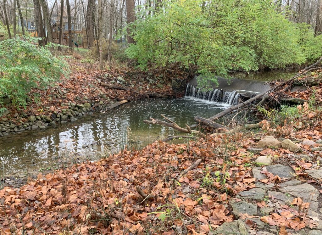 wooded area with stream