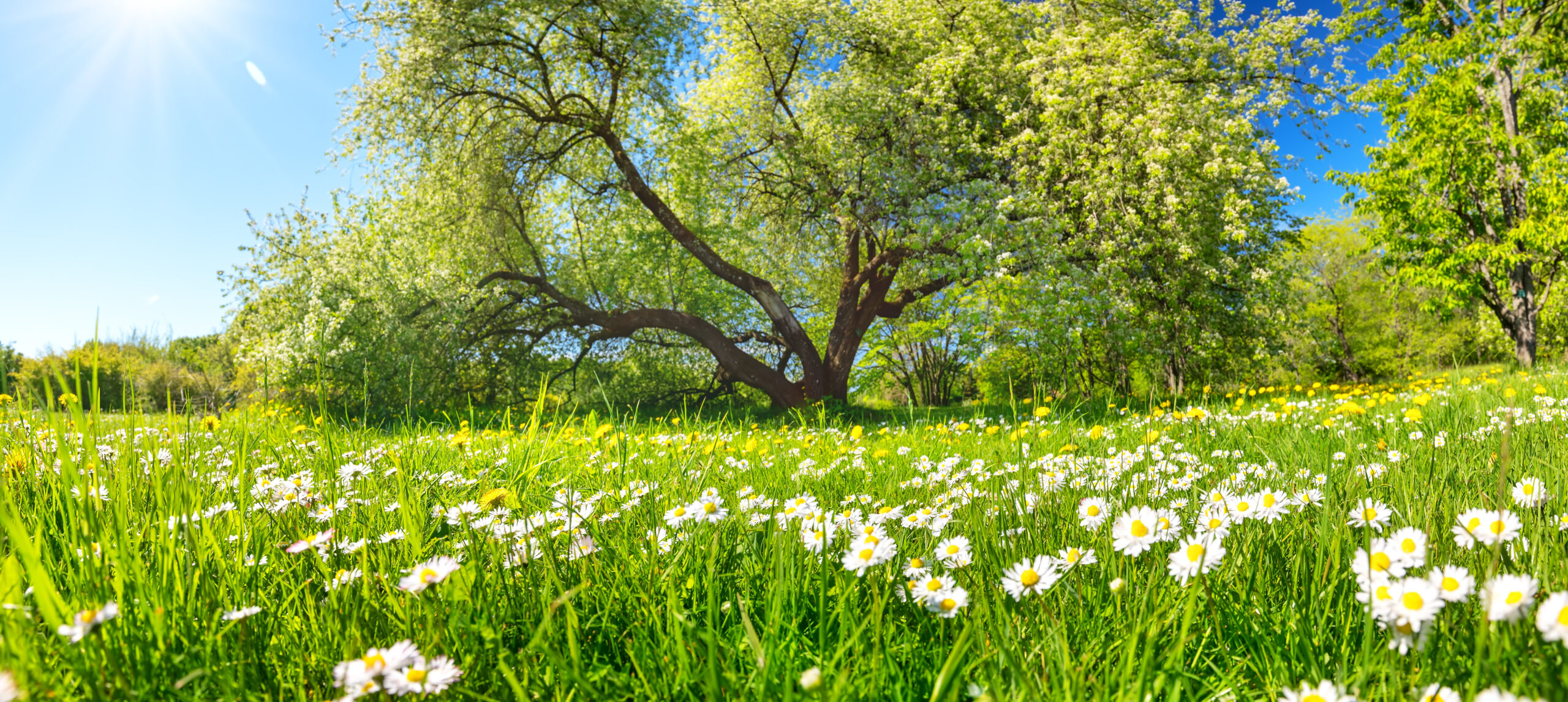 spring landscape hero image